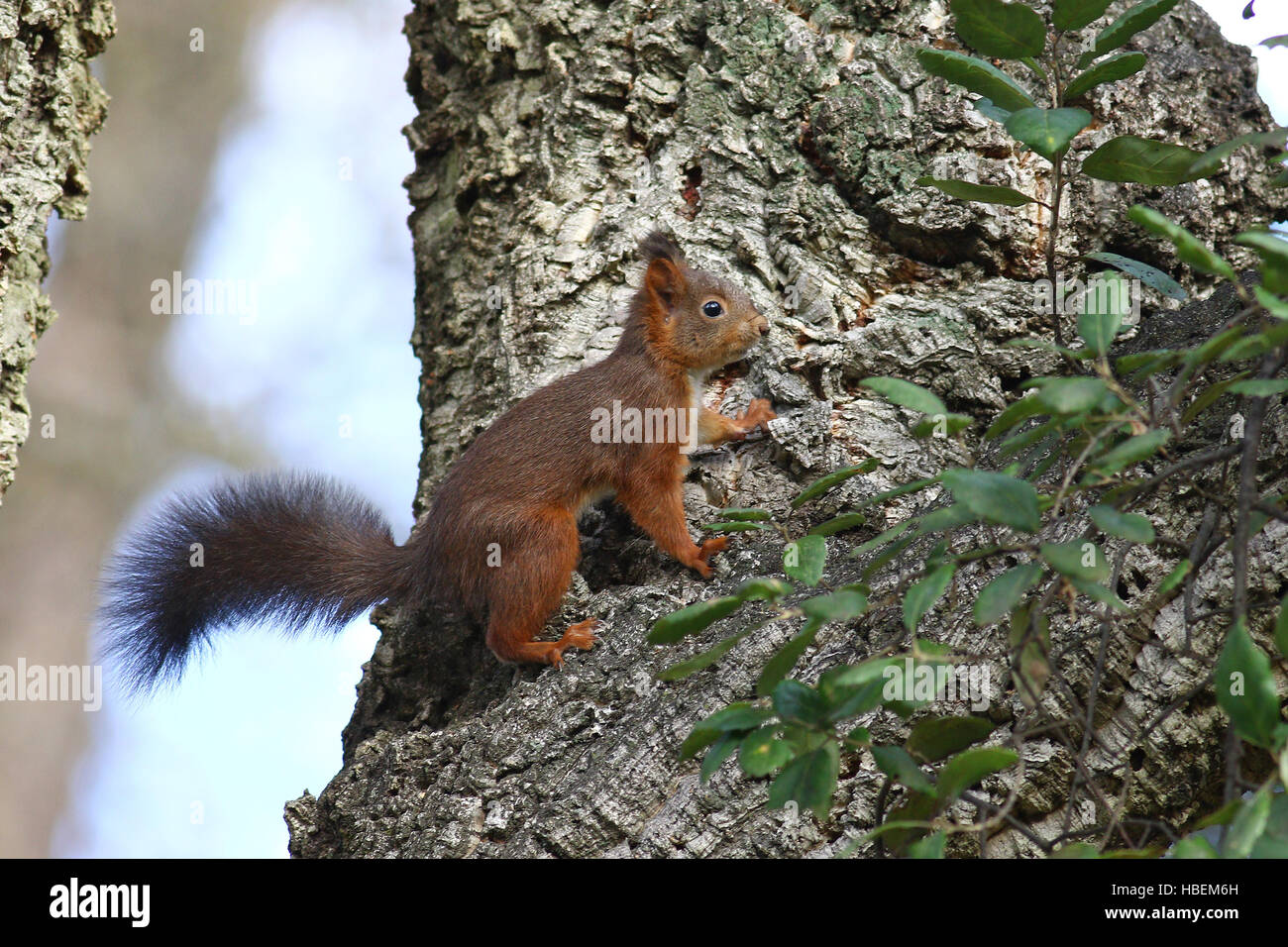 Cute ardilla roja escalada en un tronco de árbol Foto de stock