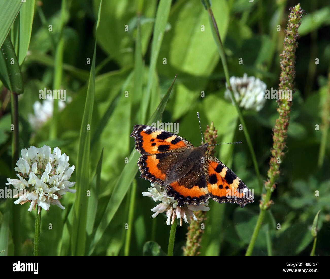 Pequeña Tortoiseshell / Mariposa de colores Foto de stock