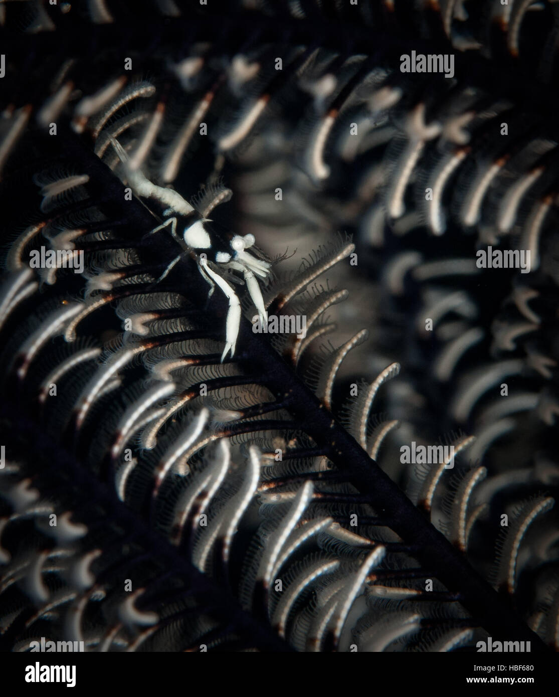 Crinoid camarones (Periclemenes ambionensis) en el jardín de coral, divesite Tulamben, Bali. Foto de stock