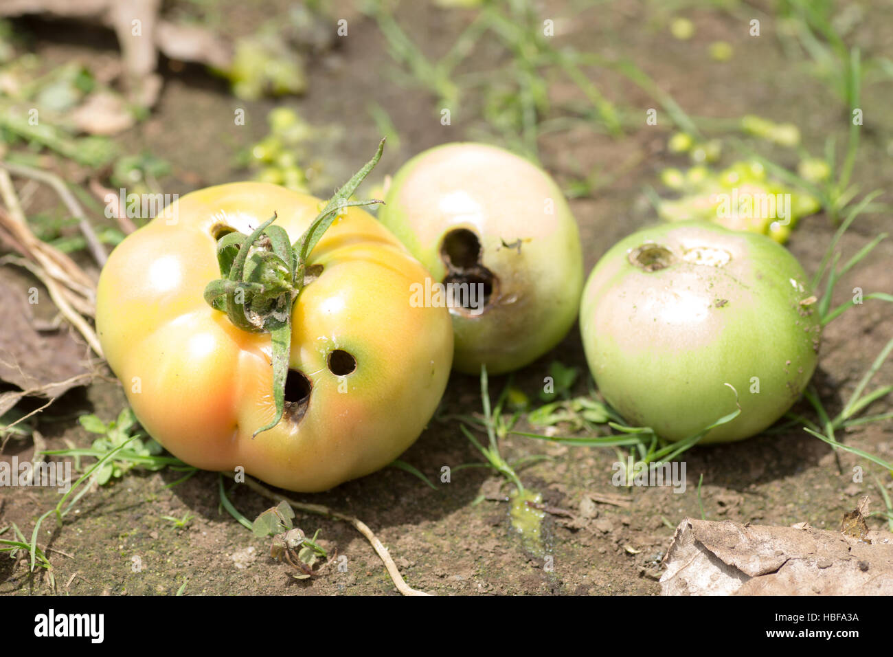 Los tomates dañados por Helicoverpa armiger en la granja Foto de stock