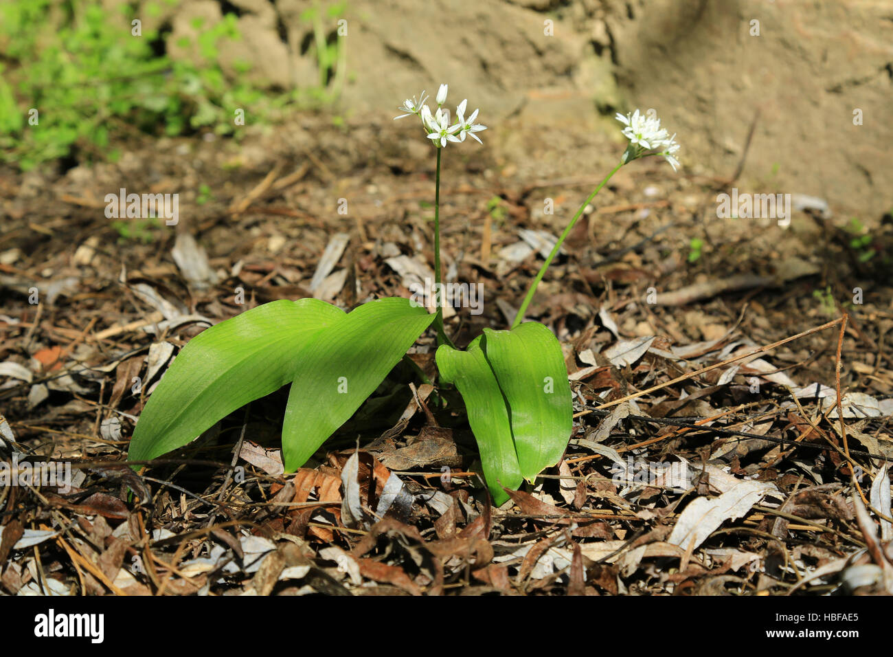 El ajo silvestre (Allium ursinum) Foto de stock
