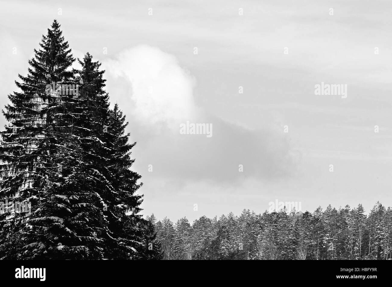 Nube sobre el bosque de agujas en blanco y negro Foto de stock