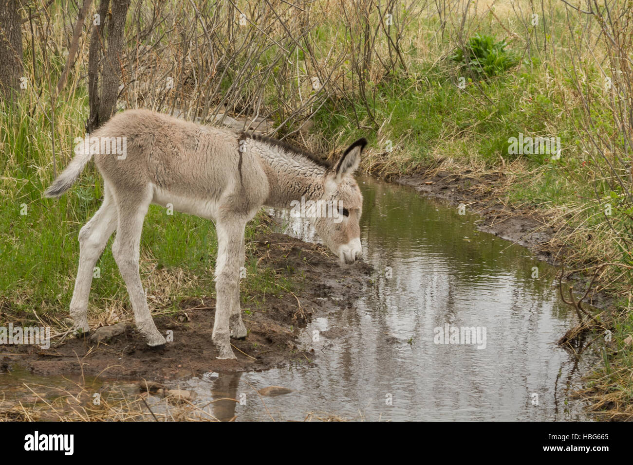 Un joven burro colt alrededor conseguir un fresco, beber agua Fotografía de  stock - Alamy