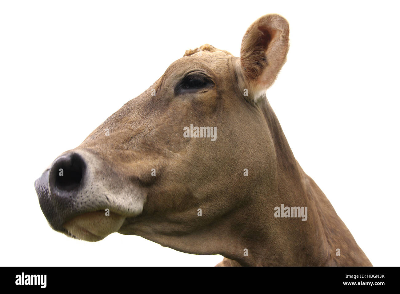 cabeza de la vaca Foto de stock