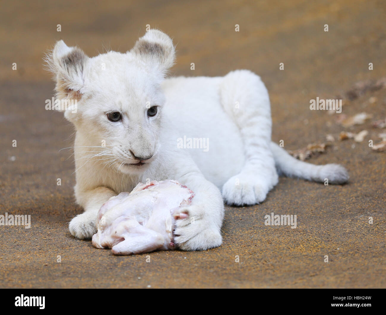 Hembra blanco cachorro de león en el parque zoológico Magdeburg Foto de stock