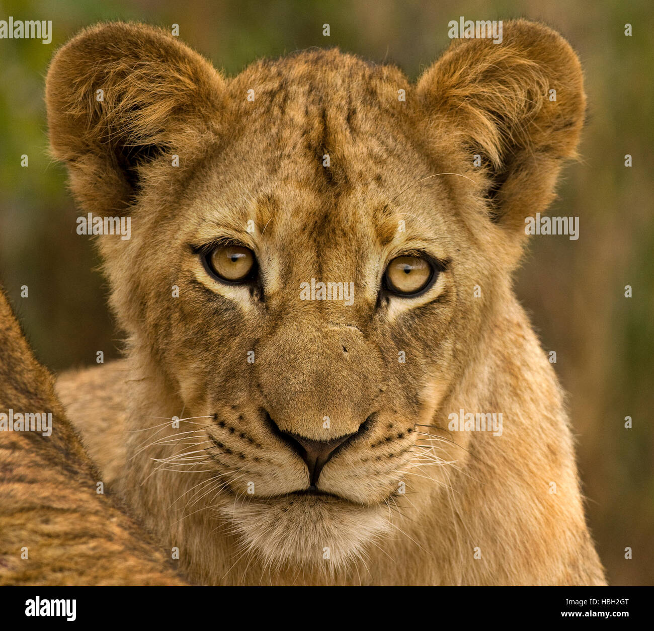 Cachorro de león (Panthera leo) de cierre vertical Foto de stock