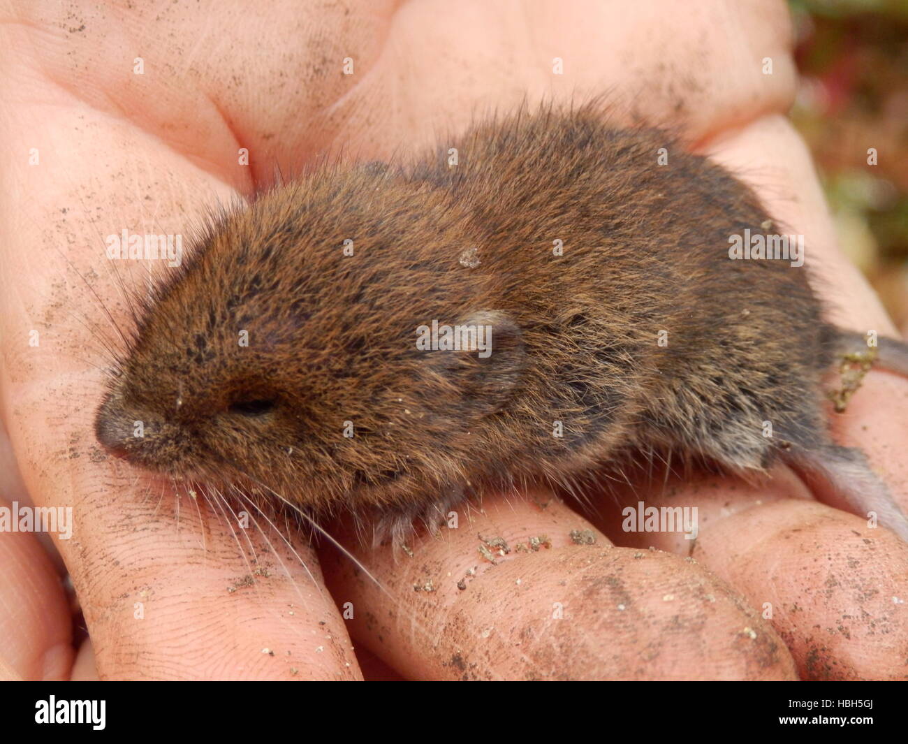 Bebe Raton De Campo Fotografia De Stock Alamy Bebe Raton De Campo Fotografia De Stock Alamy