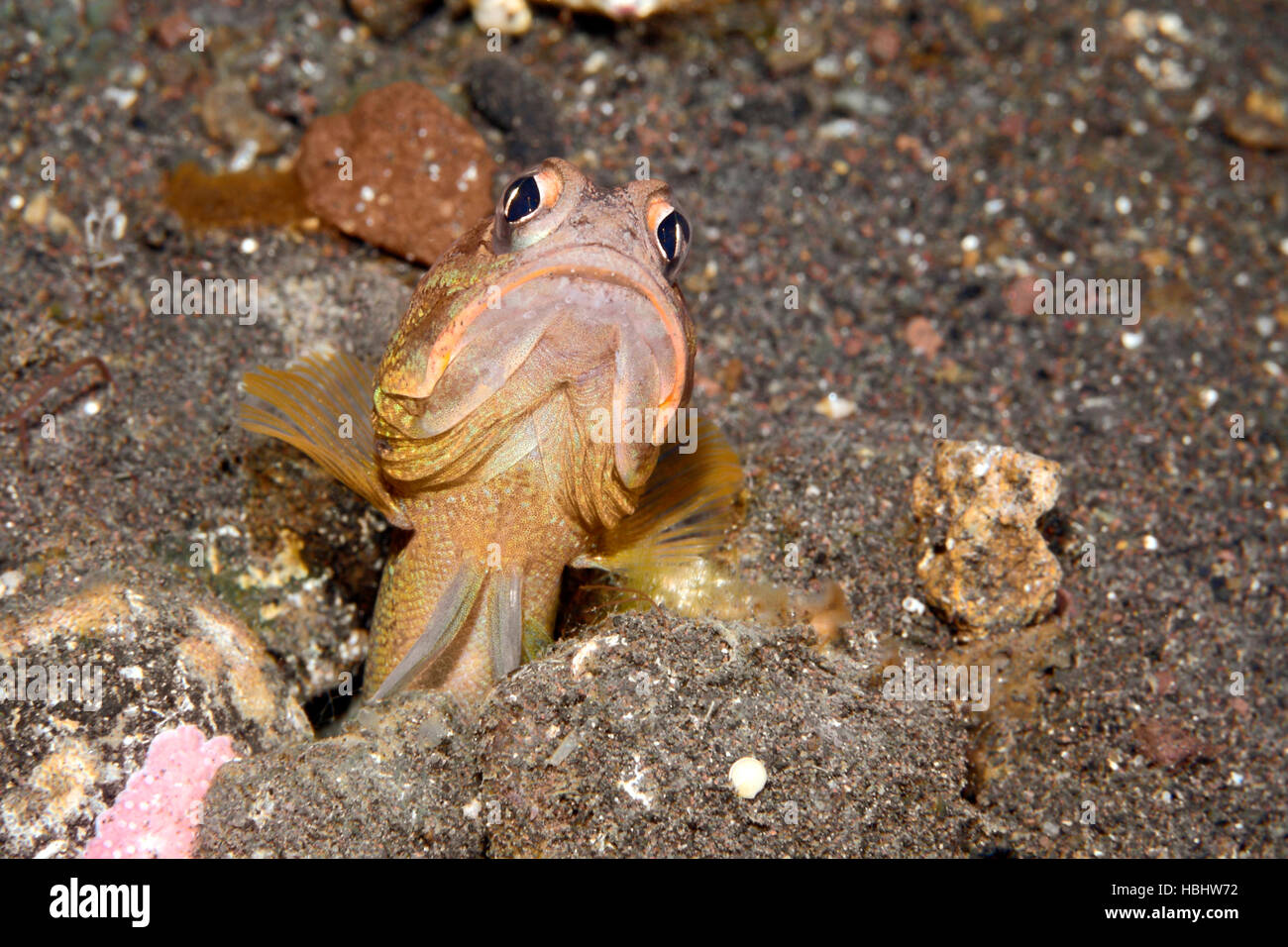 Castaño, Jawfish Opistognathus sp. Tulamben, Bali, Indonesia. Bali, mar, océano Índico Foto de stock