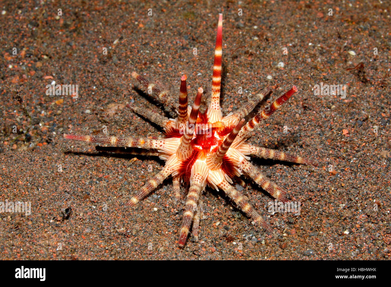 Erizos Lápiz naranja, cf baculosa Prionocidaris. Tulamben, Bali, Indonesia. Bali, mar, océano Índico Foto de stock