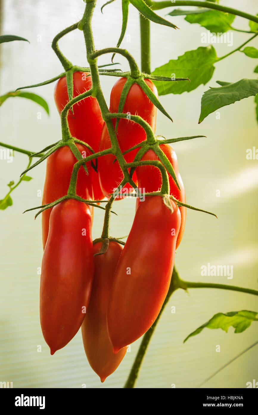 Los tomates en forma alargada en la rama Foto de stock