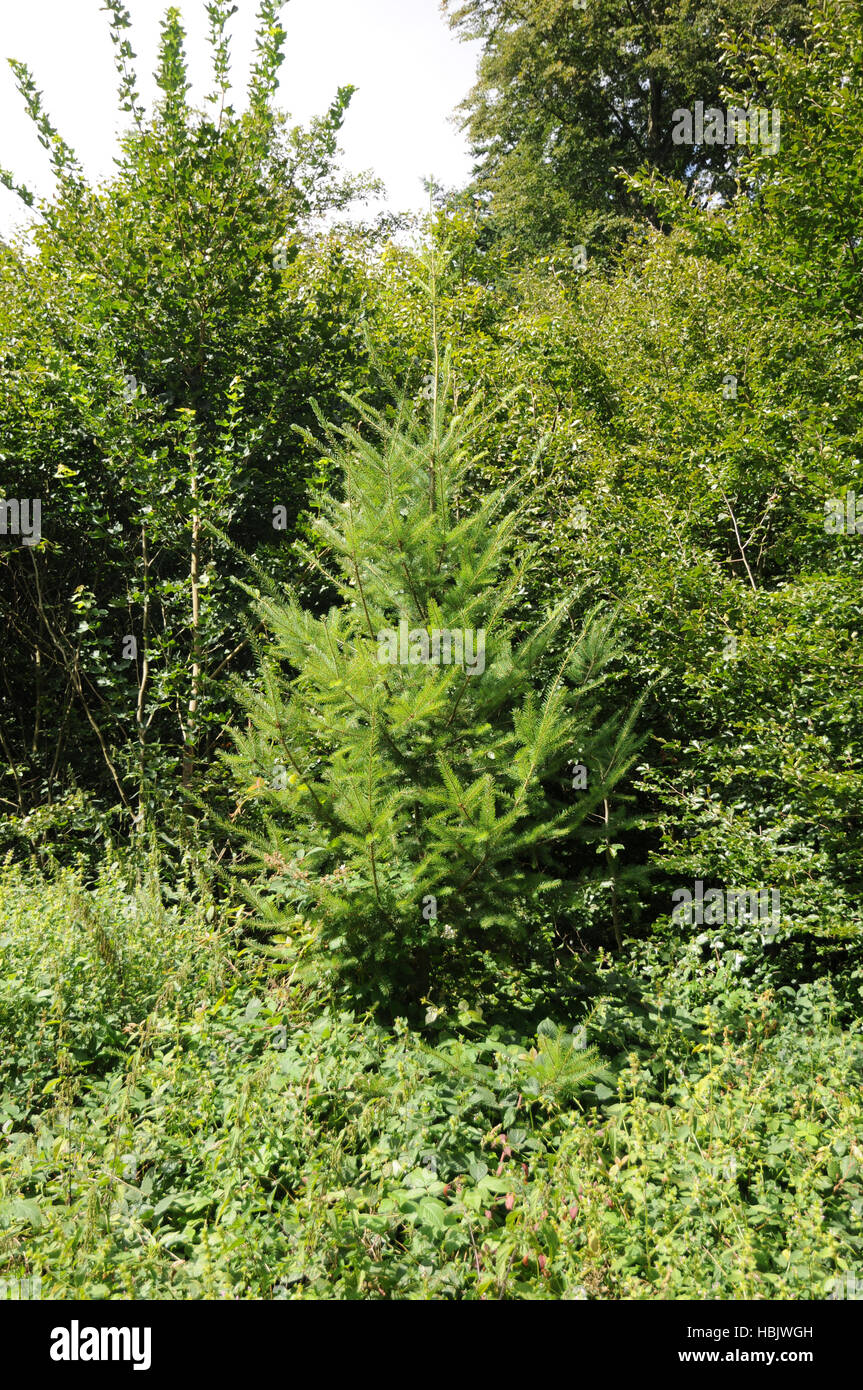 Pseudotsuga douglasii, Douglas Fir Foto de stock