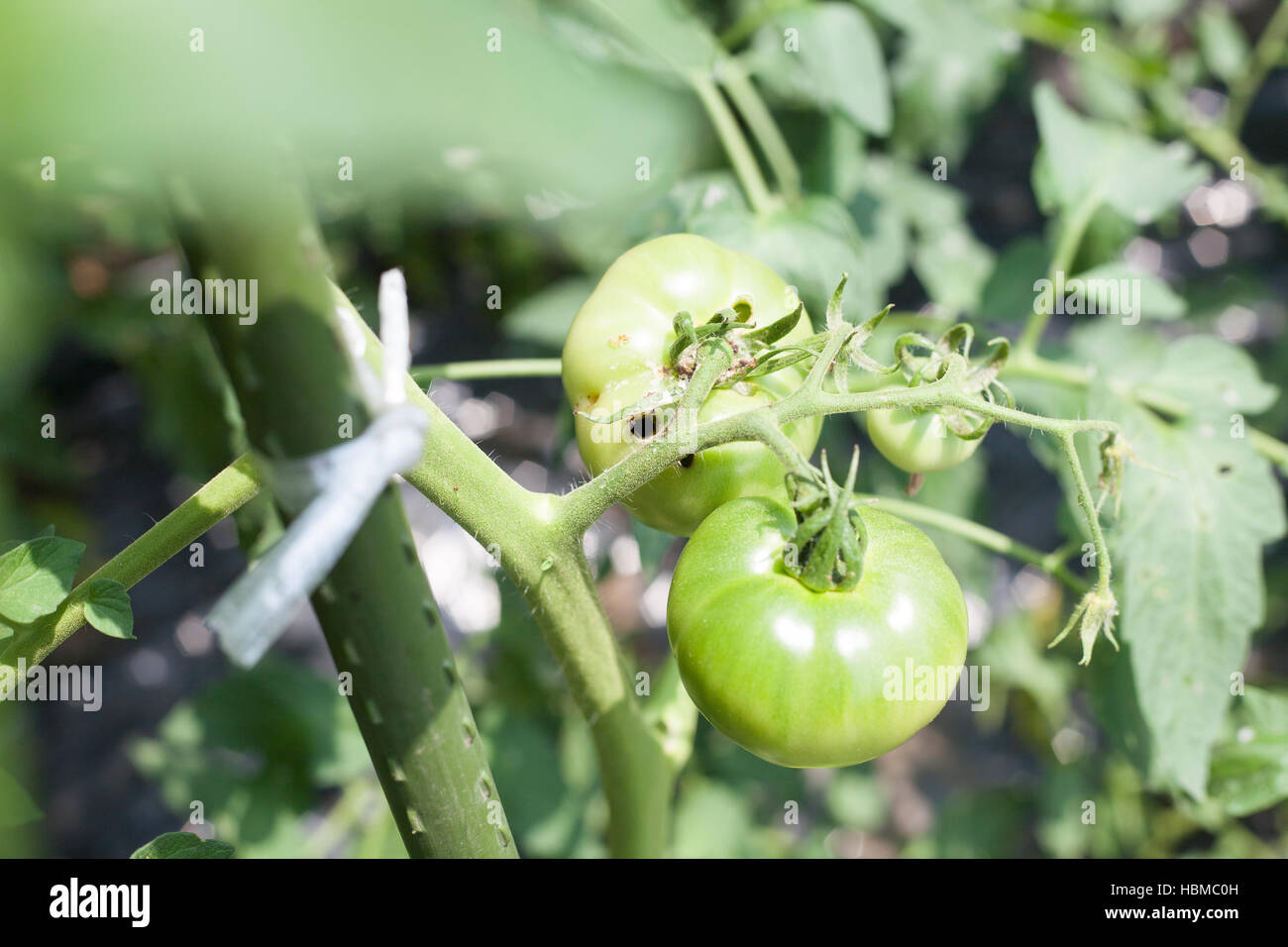 Los tomates dañados por Helicoverpa armiger en la granja Foto de stock