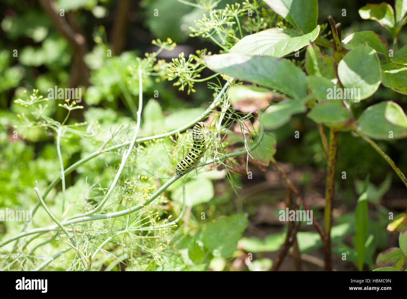 Larva de Papilionoidea comiendo una hoja de eneldo Foto de stock