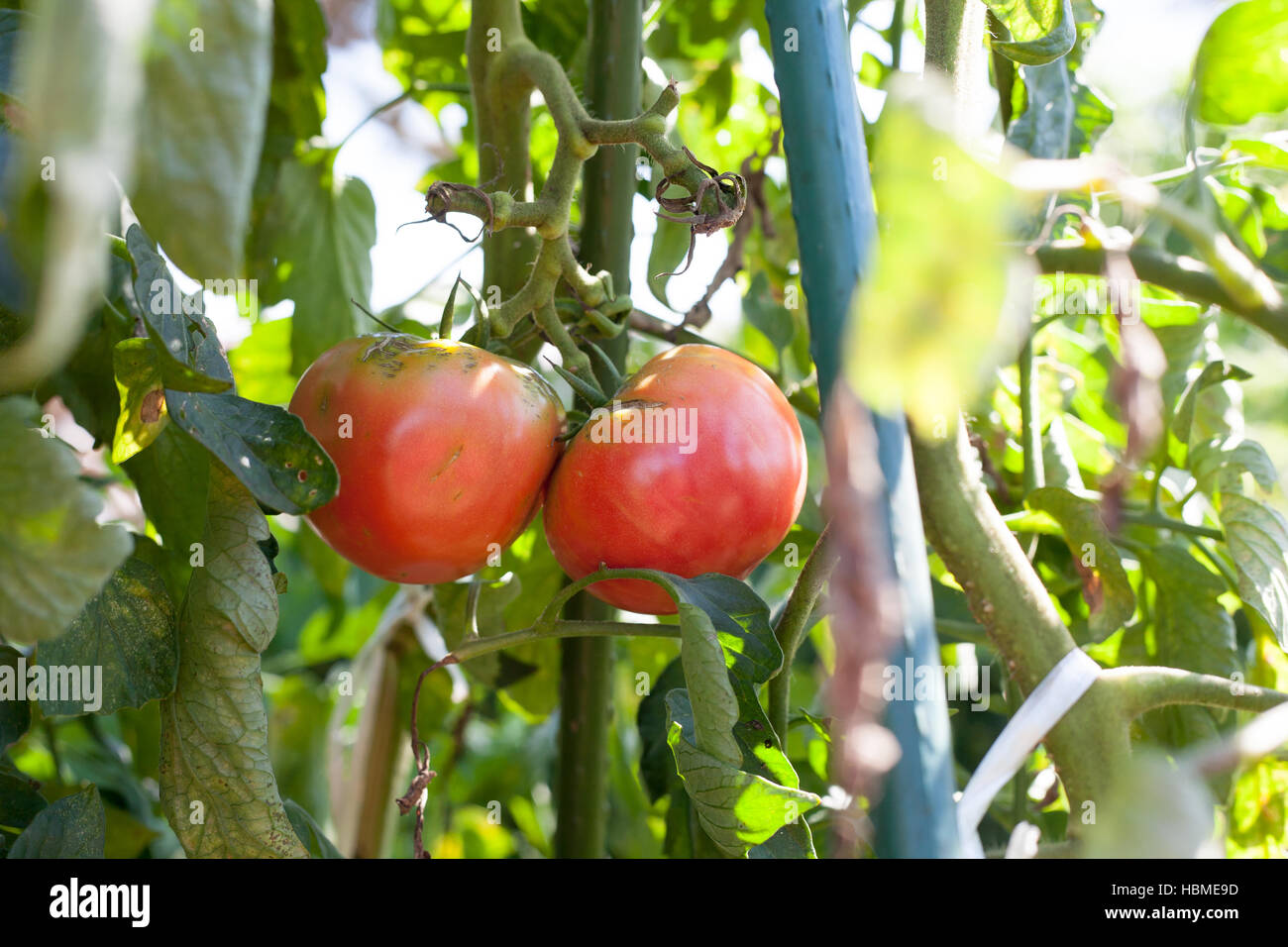 Fracaso agrícola, alimentación de tomate dañado por fétidas bug en la granja Foto de stock