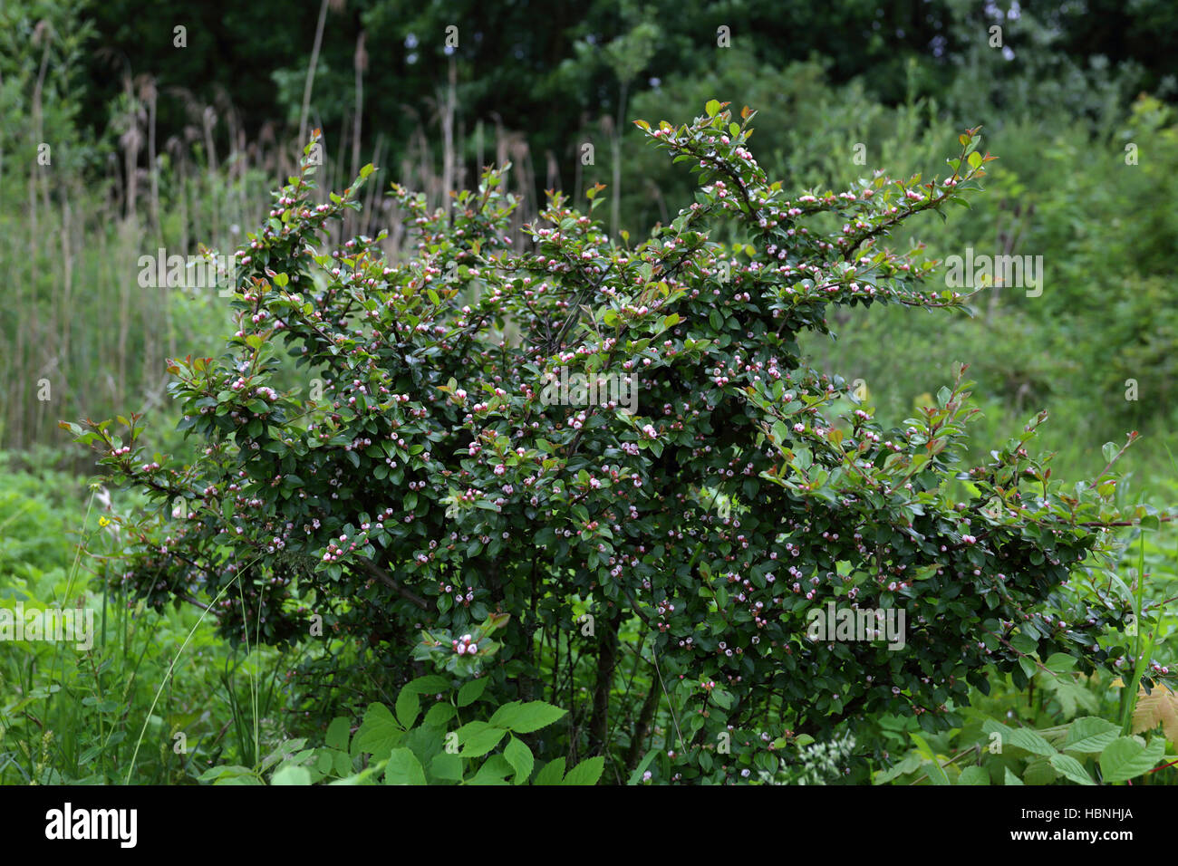 Cotoneaster divaricatus, difundiendo cotoneaster Foto de stock