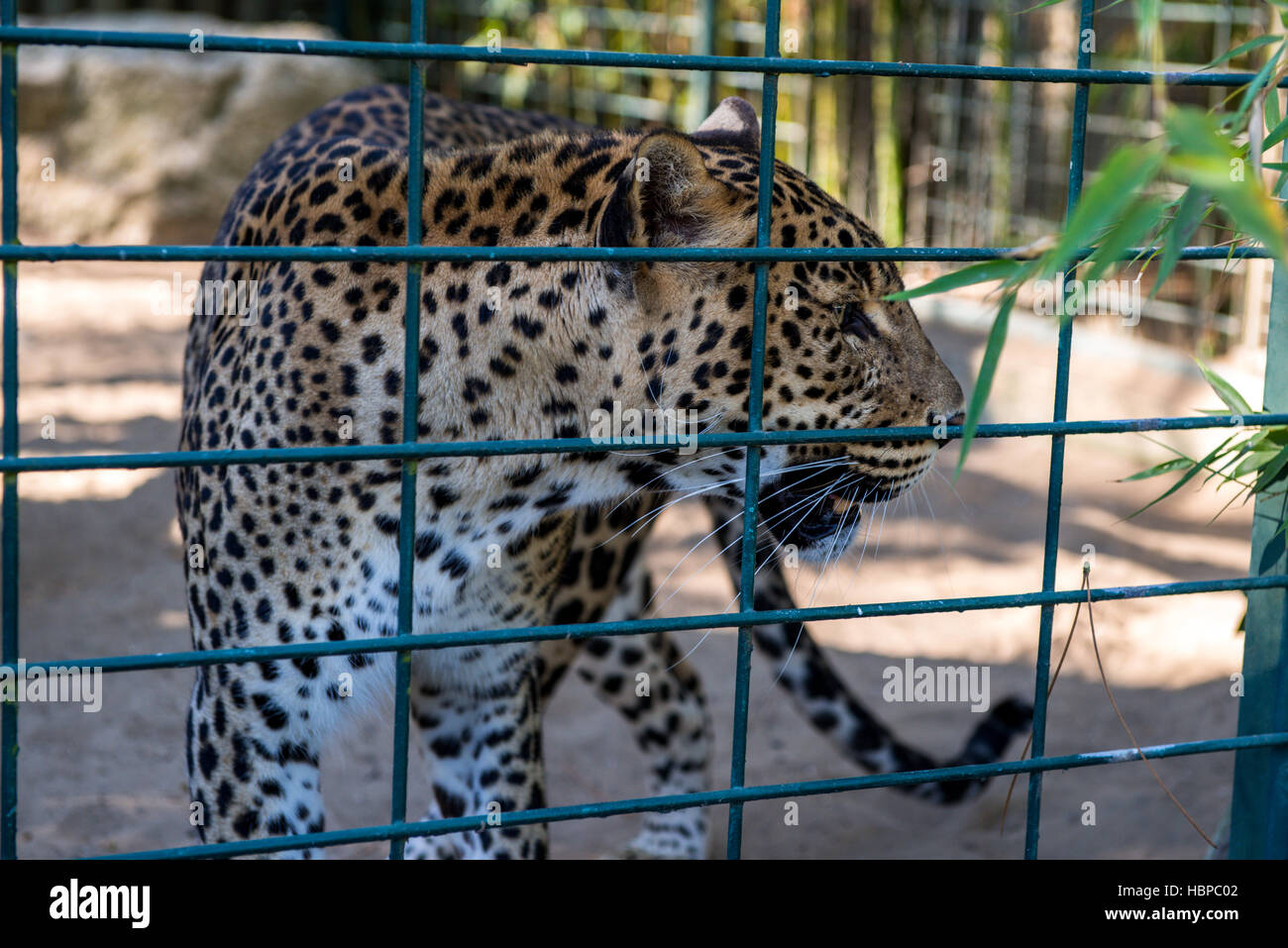 Gran leopardo en una jaula. Foto de stock