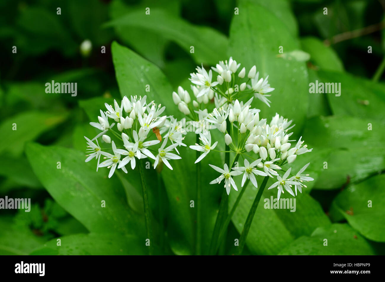 Baerlauch, Allium ursinum, Bluete Nahansicht Foto de stock