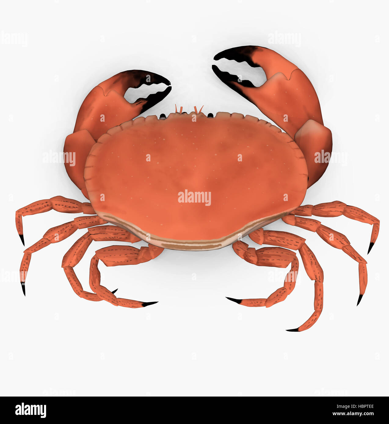 Krabbe Foto de stock