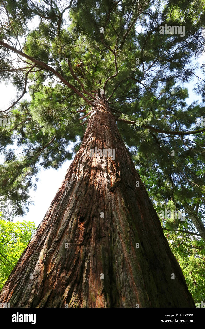 Sequoia Foto de stock