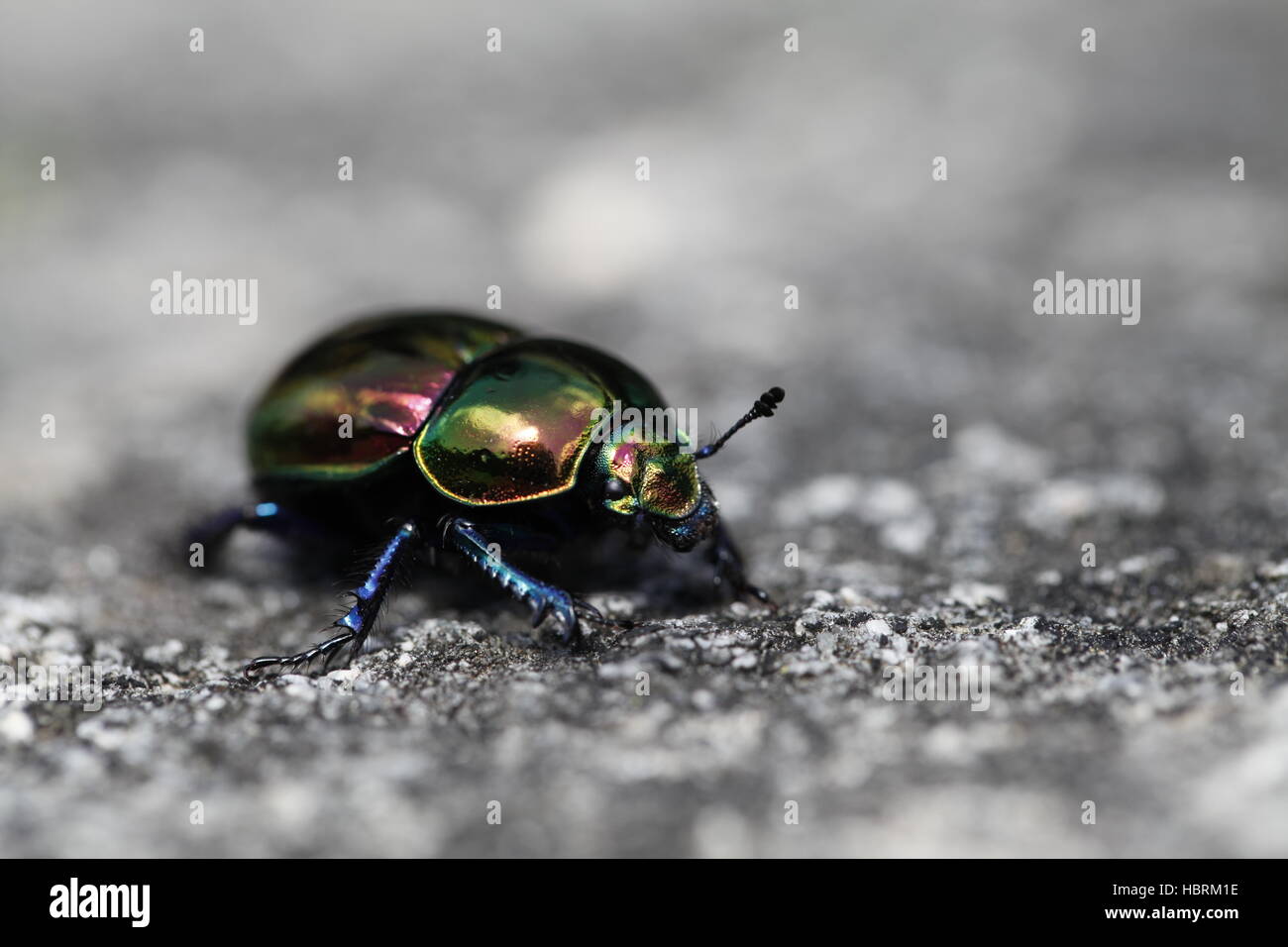 Tierra-aburrido de los escarabajos Foto de stock