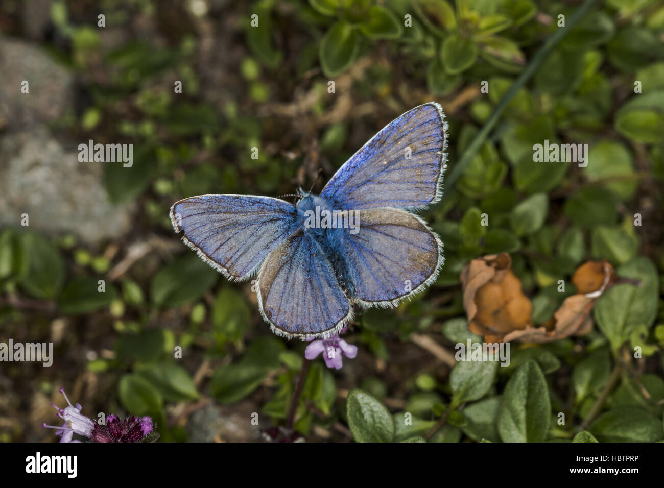 Azul común (Polyommatus icarus) Foto de stock