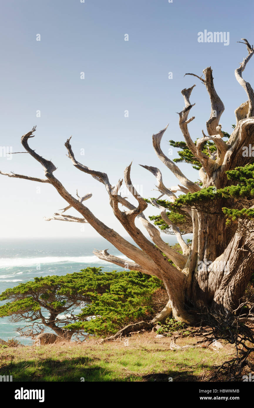 Un árbol muerto en la costa de California con el Océano Pacífico en el fondo. Foto de stock