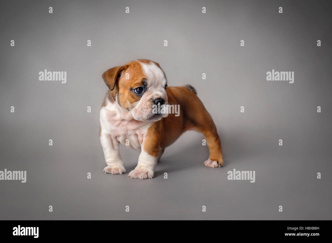 Cachorro Bulldog Inglés sobre fondo gris Foto de stock