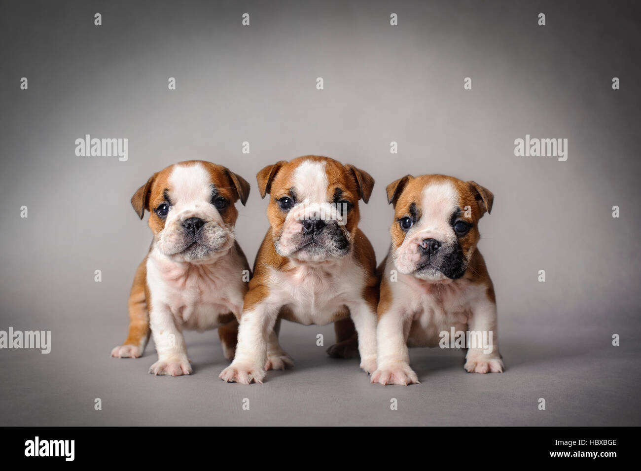 Tres cachorros de Bulldog Inglés sobre fondo gris Fotografía de stock -  Alamy