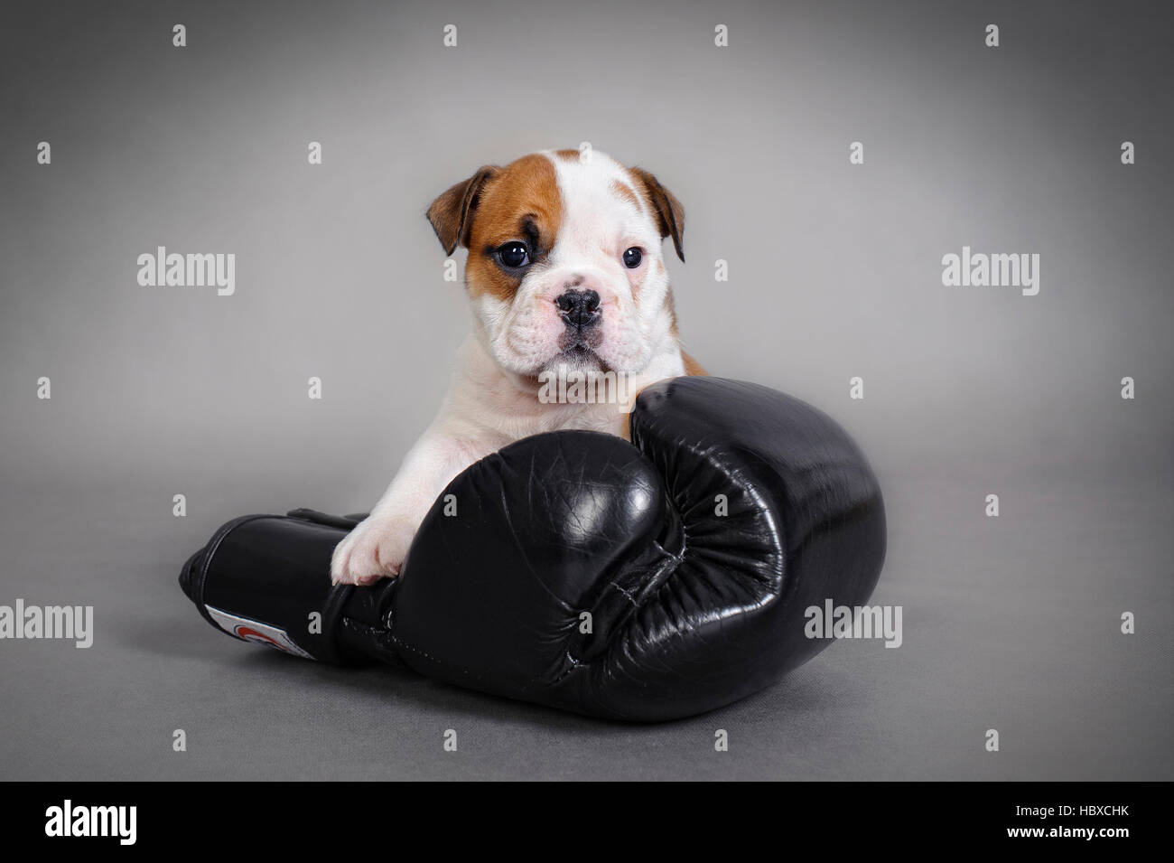Cachorro Bulldog Inglés con guante de boxeo sobre fondo gris Foto de stock