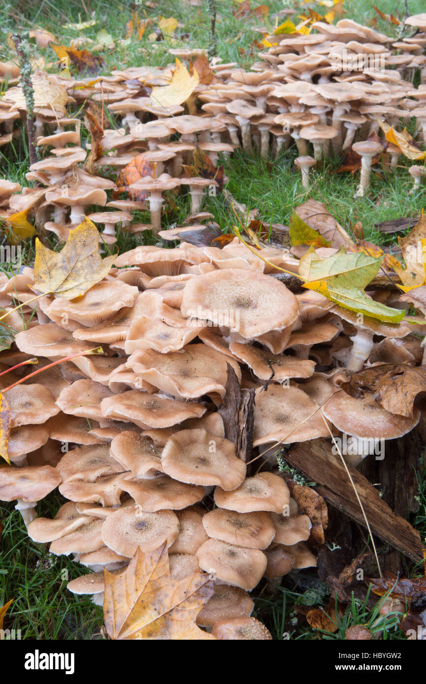 El hongo de miel o Boot-lace hongo Armillaria mellea. Sussex, Reino Unido. Octubre Foto de stock