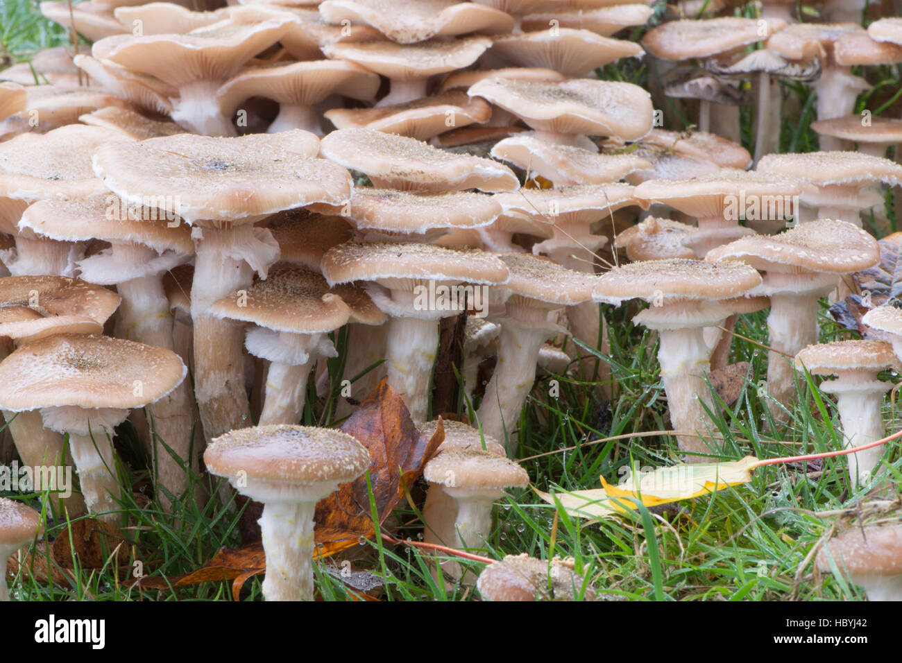 El hongo de miel o Boot-lace hongo Armillaria mellea. Sussex, Reino Unido. Octubre Foto de stock