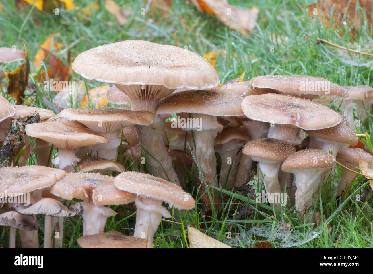 El hongo de miel o Boot-lace hongo Armillaria mellea. Sussex, Reino Unido. Octubre Foto de stock