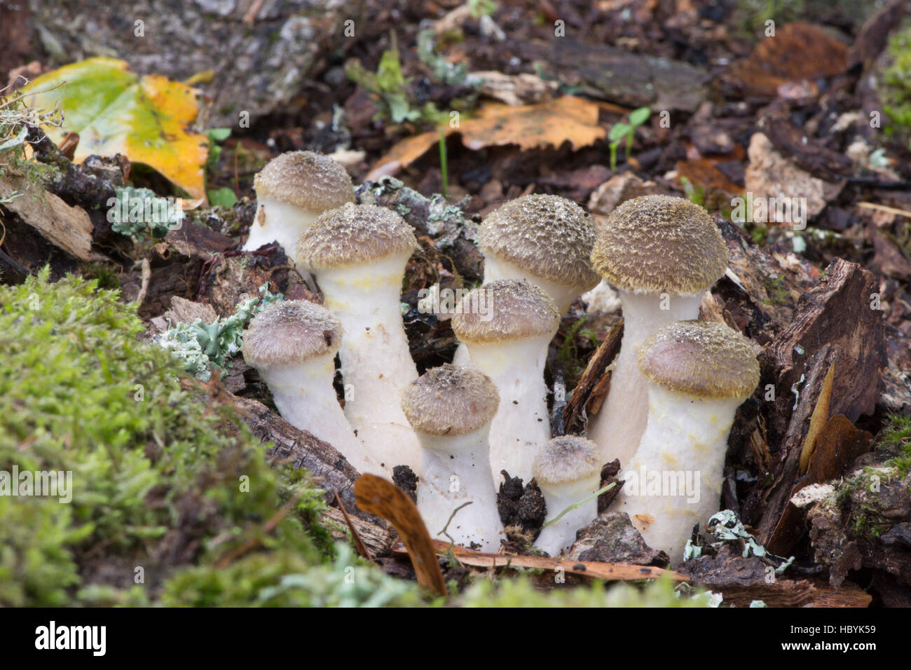 El hongo de miel o Boot-lace hongo Armillaria mellea. Nuevo. Fruitbody emergentes, Sussex, Reino Unido. Octubre Foto de stock