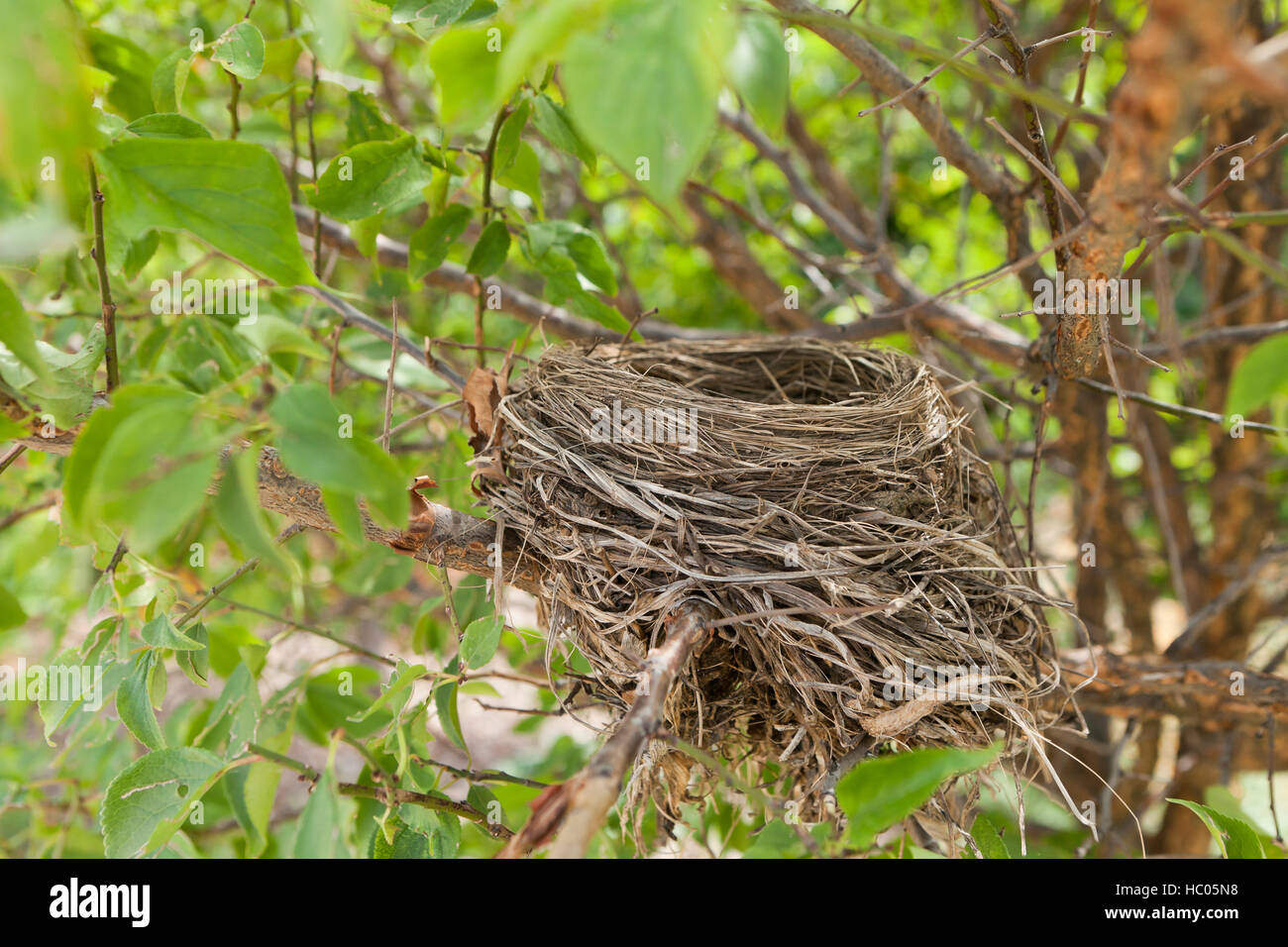 Vacío de nido de pájaro en la rama del árbol durmiente - Virginia EE.UU. Foto de stock