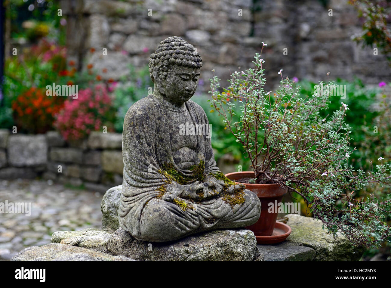 Estatua de buda jardín patio contemplar meditar silencio calma jardinería jardín floral de RM Foto de stock