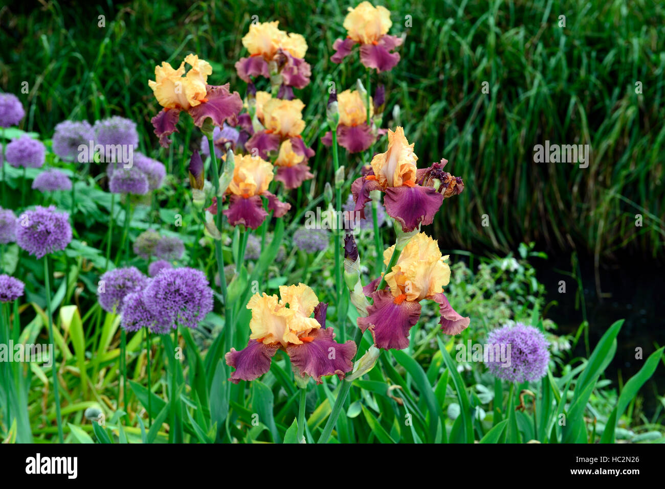 Allium aflatunense sensación púrpura Iris barbado morado naranja combinación perenne plantación mixta Floral RM Foto de stock