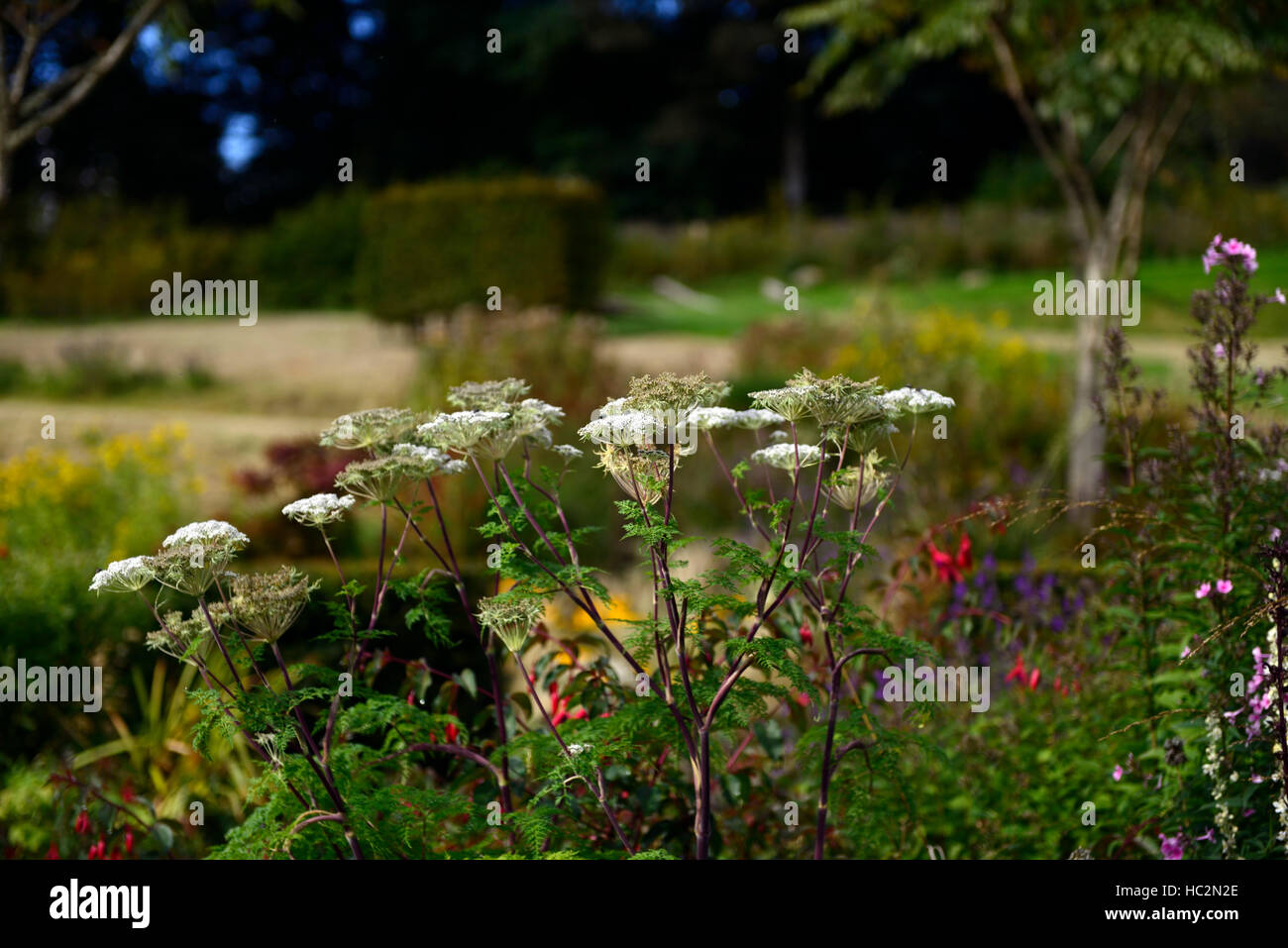 Flores Anthriscus flowerhead mañana suave luz mezcla planta mixta de plantación cama borde floral RM Foto de stock