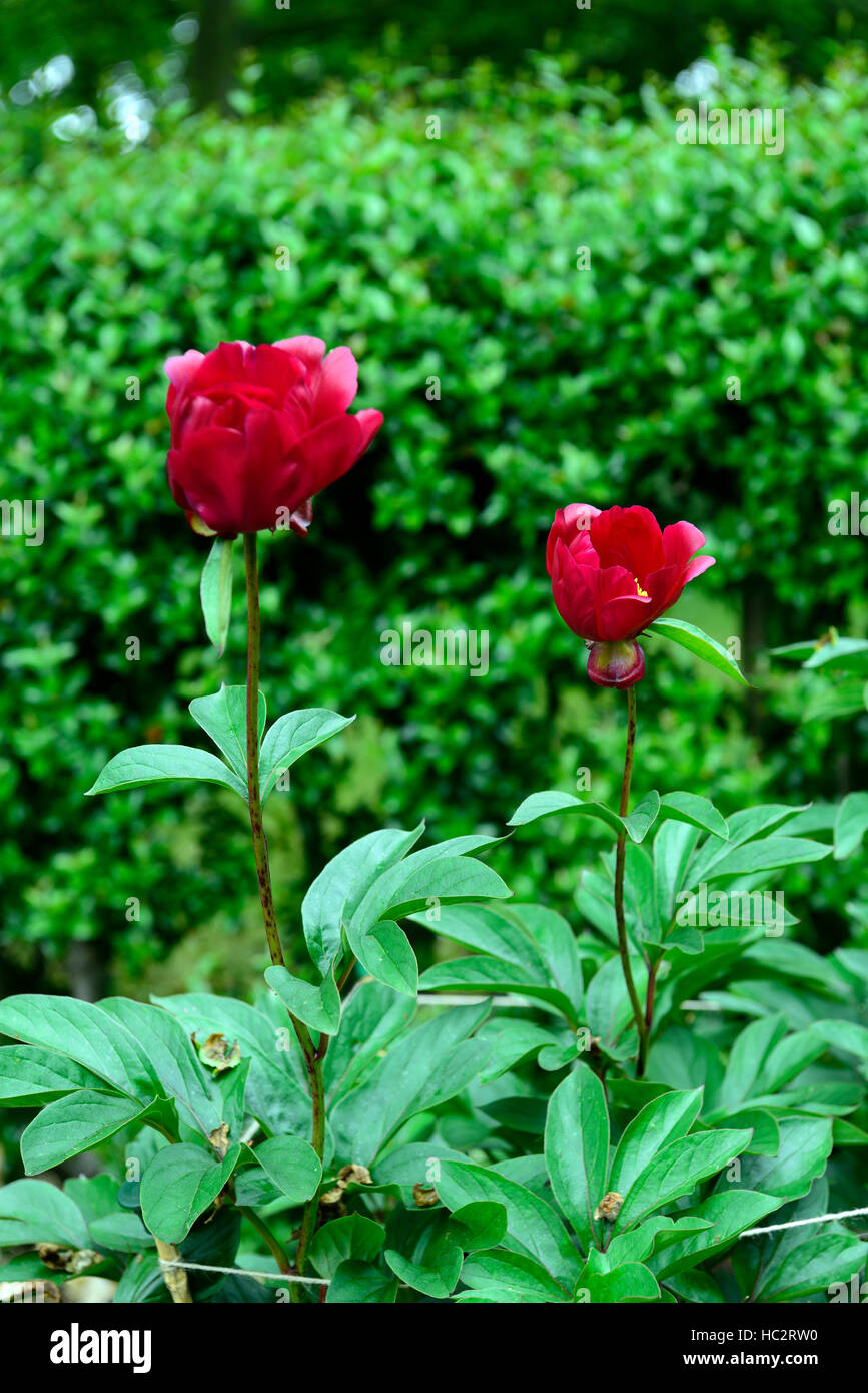 Paeonia lactiflora el páramo de peonías flor roja flores de peonía herbácea  perenne de floración perfumada fragante aroma floral de RM Fotografía de  stock - Alamy