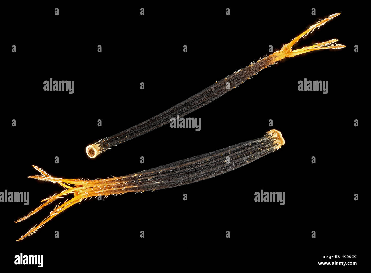 Bidens pilosa, Español, Behaarter Zweizahn agujas, semillas de cerca de 10-15 mm de tamaño de semilla Foto de stock