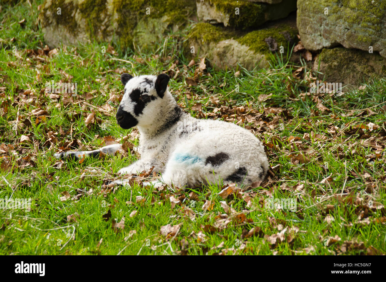 En primavera, pequeño, lindo, cordero de Swaledale, tumbado solo en hierba, cerca de la pared de piedra, en campo de granja, (relajarse y observar) - Yorkshire Dales, Inglaterra Reino Unido. Foto de stock