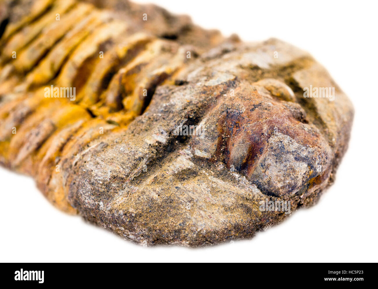 Combustibles fósiles (trilobites Calymene sp.) de Marruecos Foto de stock