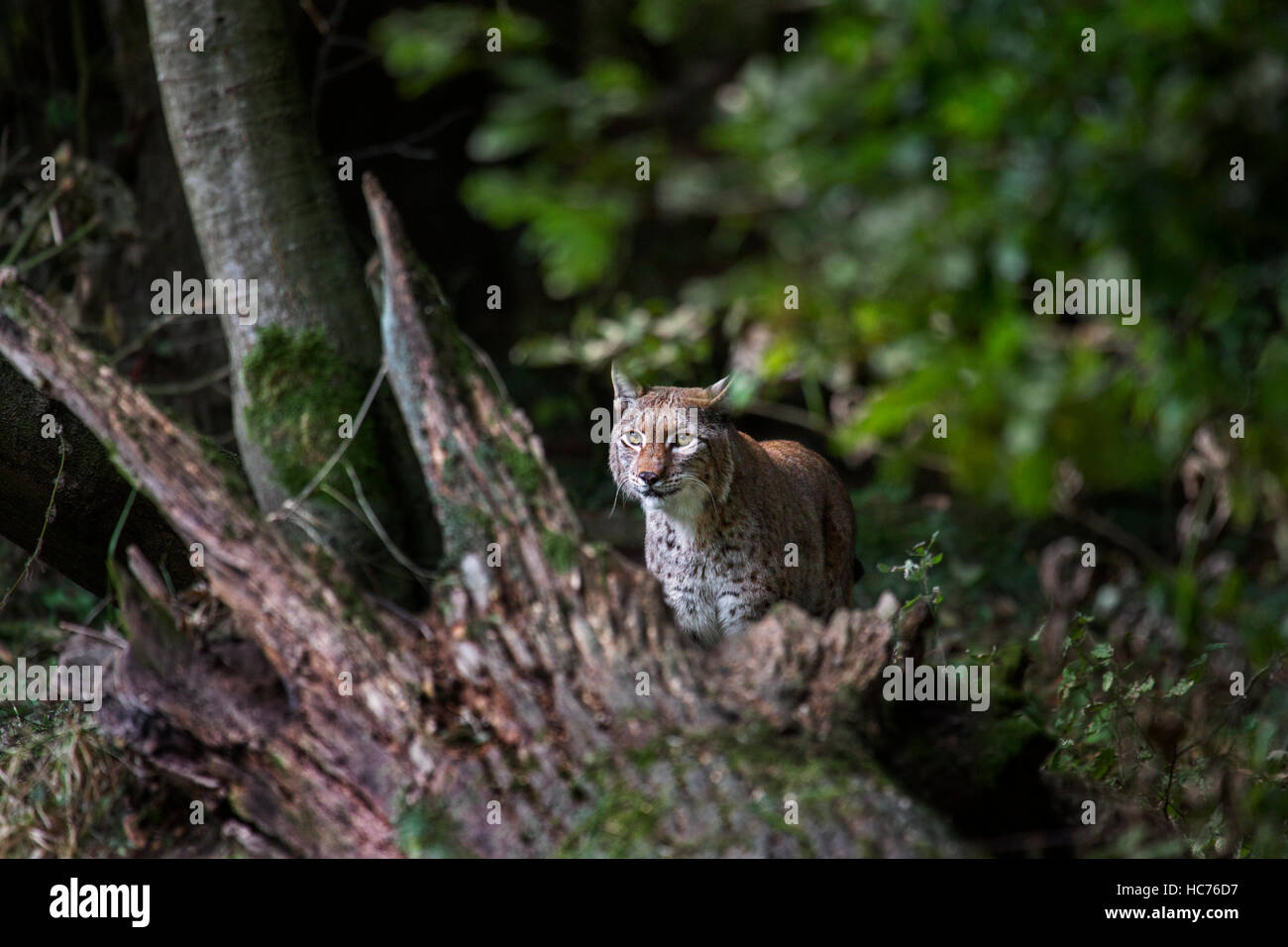 La caza el lince eurásico (Lynx lynx) acechar presas en woodland Foto de stock