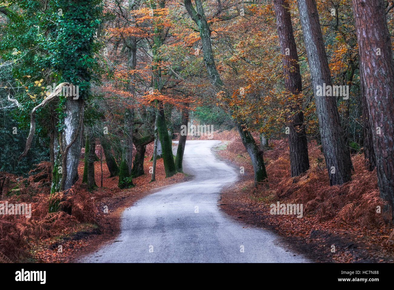 Nuevo bosque, Lyndhurst, Bolderwood, Hampshire, Inglaterra, Reino Unido. Foto de stock