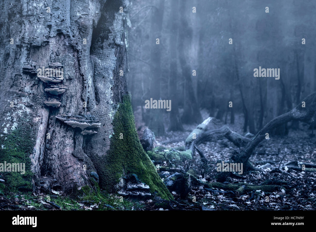Un viejo tronco de un bosque con hongos en un bosque oscuro Foto de stock