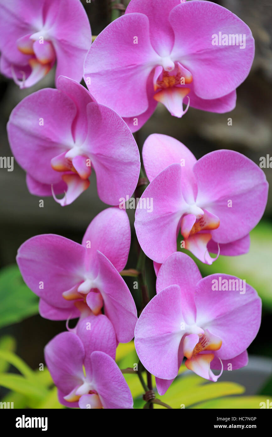 Las orquídeas, Glover Garden, Nagasaki, en la isla de Kyushu, Japón, Asia Foto de stock