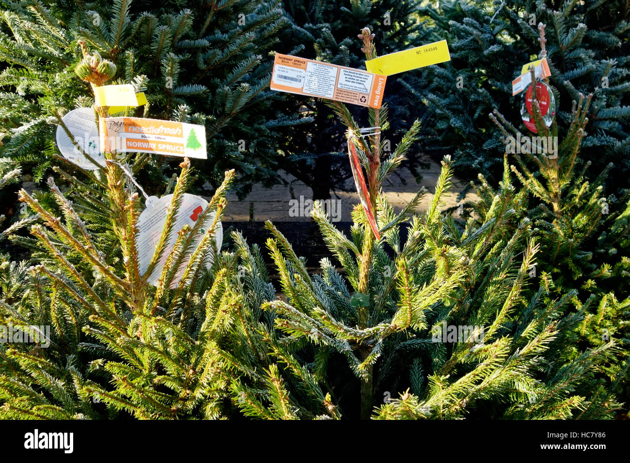 El abeto de Noruega árboles de Navidad para la venta en Whitehall Garden Centre cerca de Lacock, en Wiltshire, Reino Unido. Foto de stock