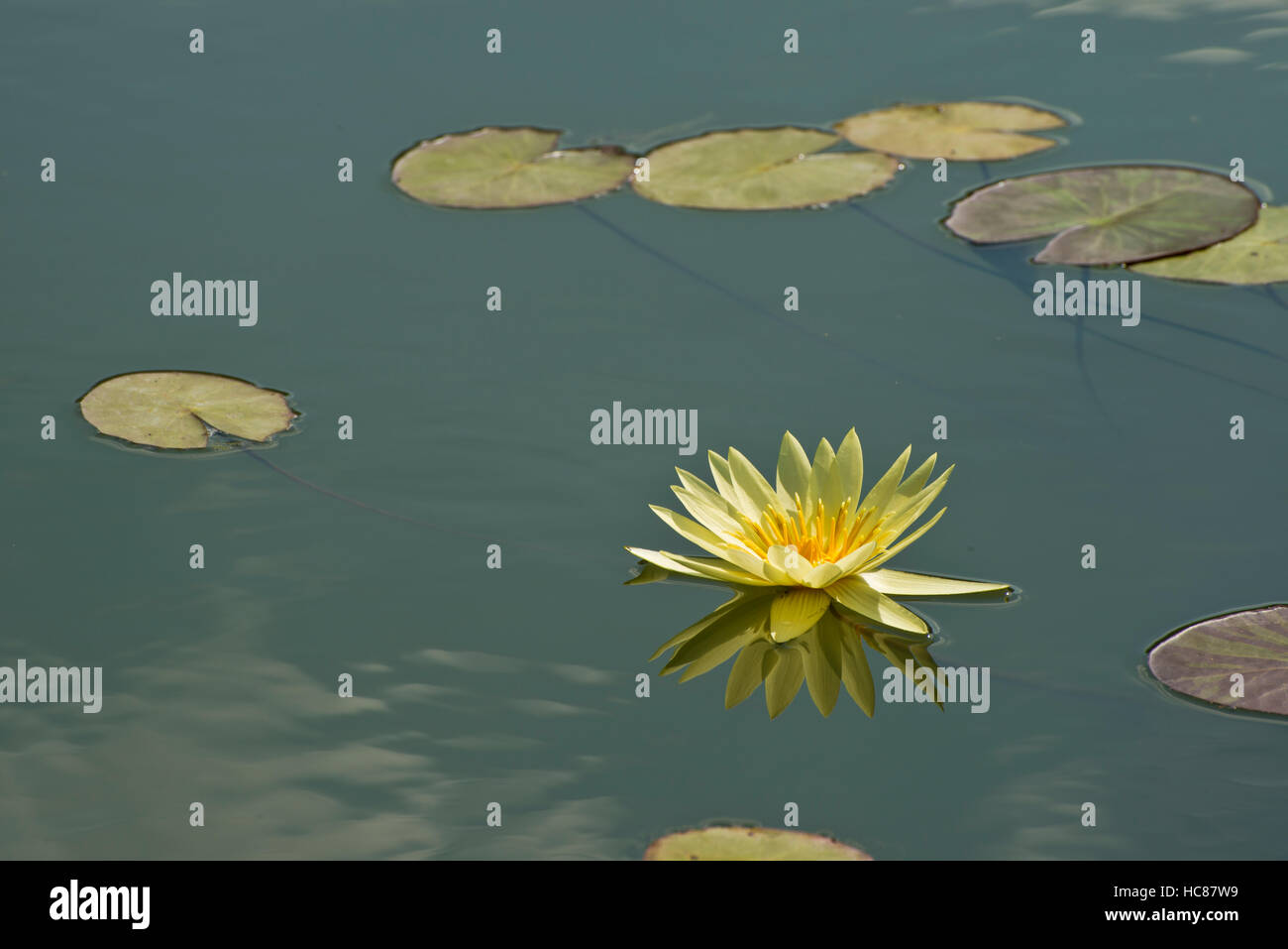 Fotografía de amarillo ninfas y nenúfares en un estanque. Foto de stock