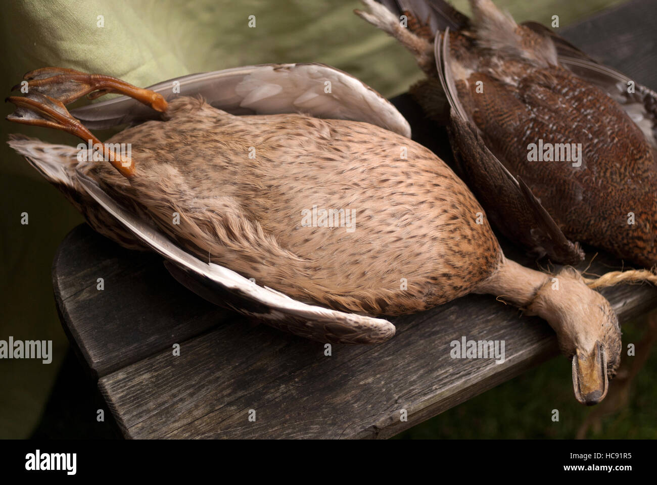 Pato muerto fotografías e imágenes de alta resolución - Página 2 - Alamy