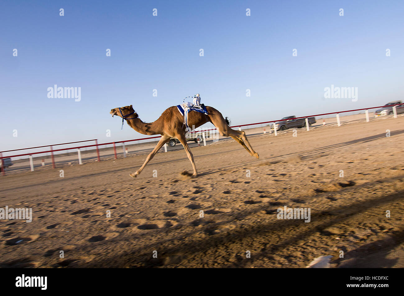 Camel con un robot de jockey en la silla acercándose a la línea de meta en una carrera de camellos en Omán Foto de stock