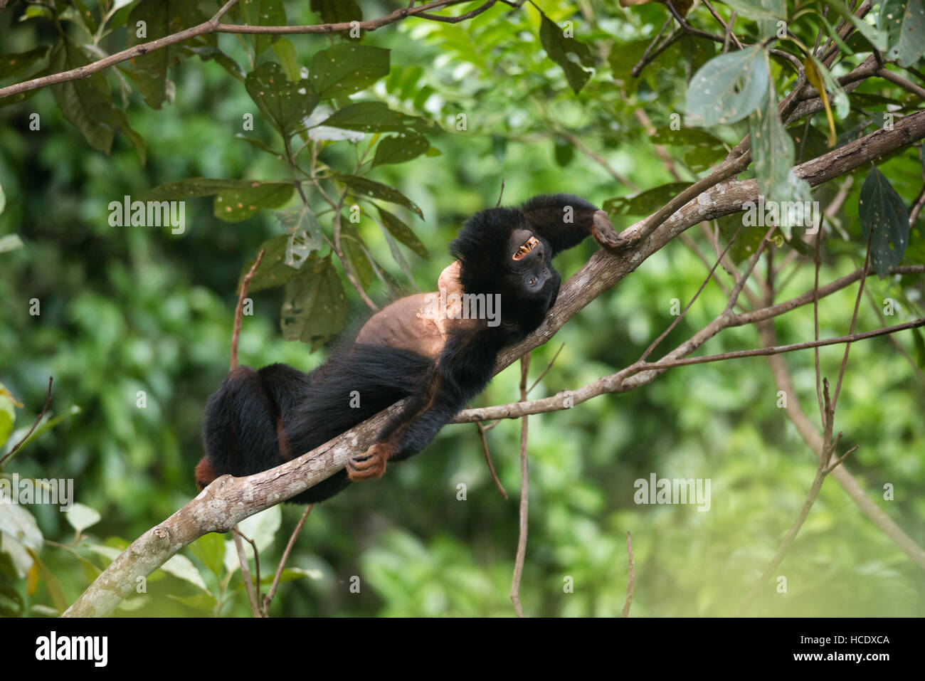 Un vulnerable mono aullador de manos rojas (Acouatta belzebul) de la selva amazónica Foto de stock